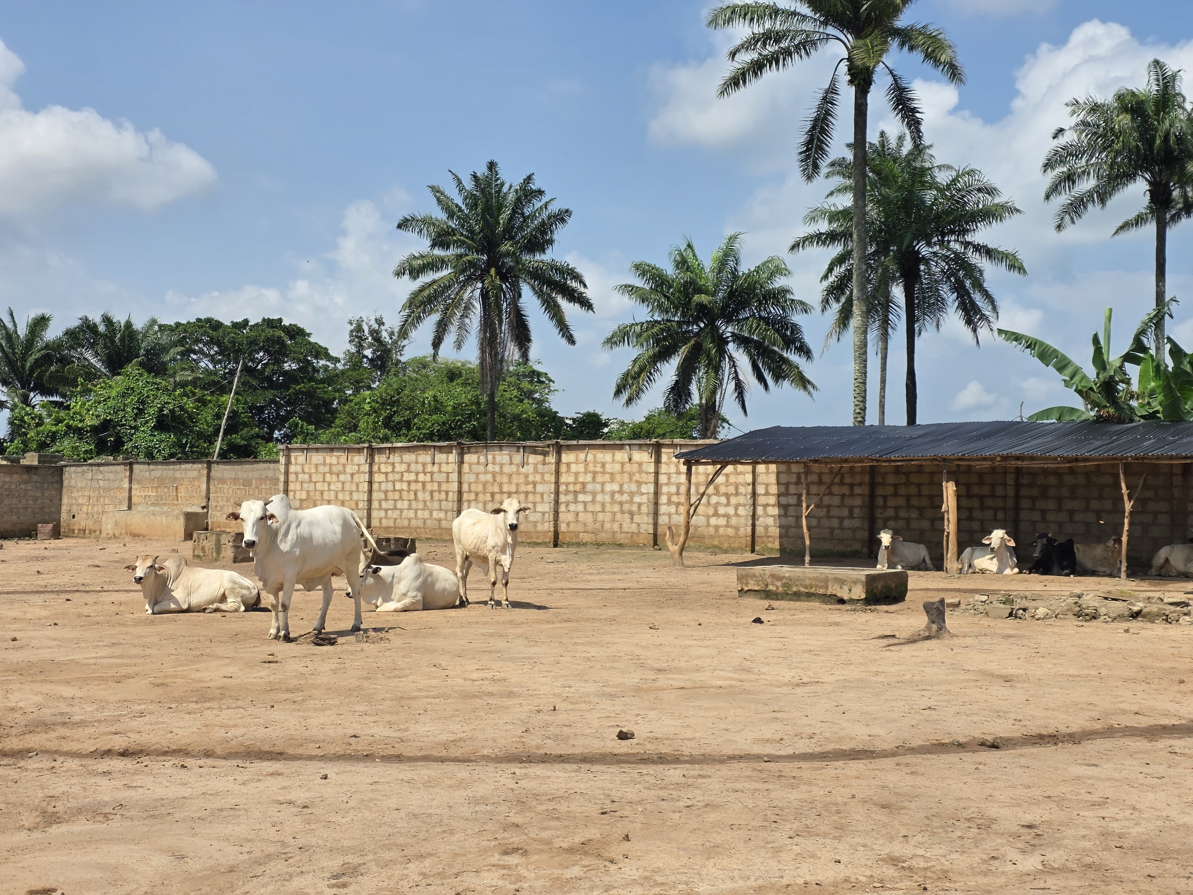 Cattle at Royanara farm