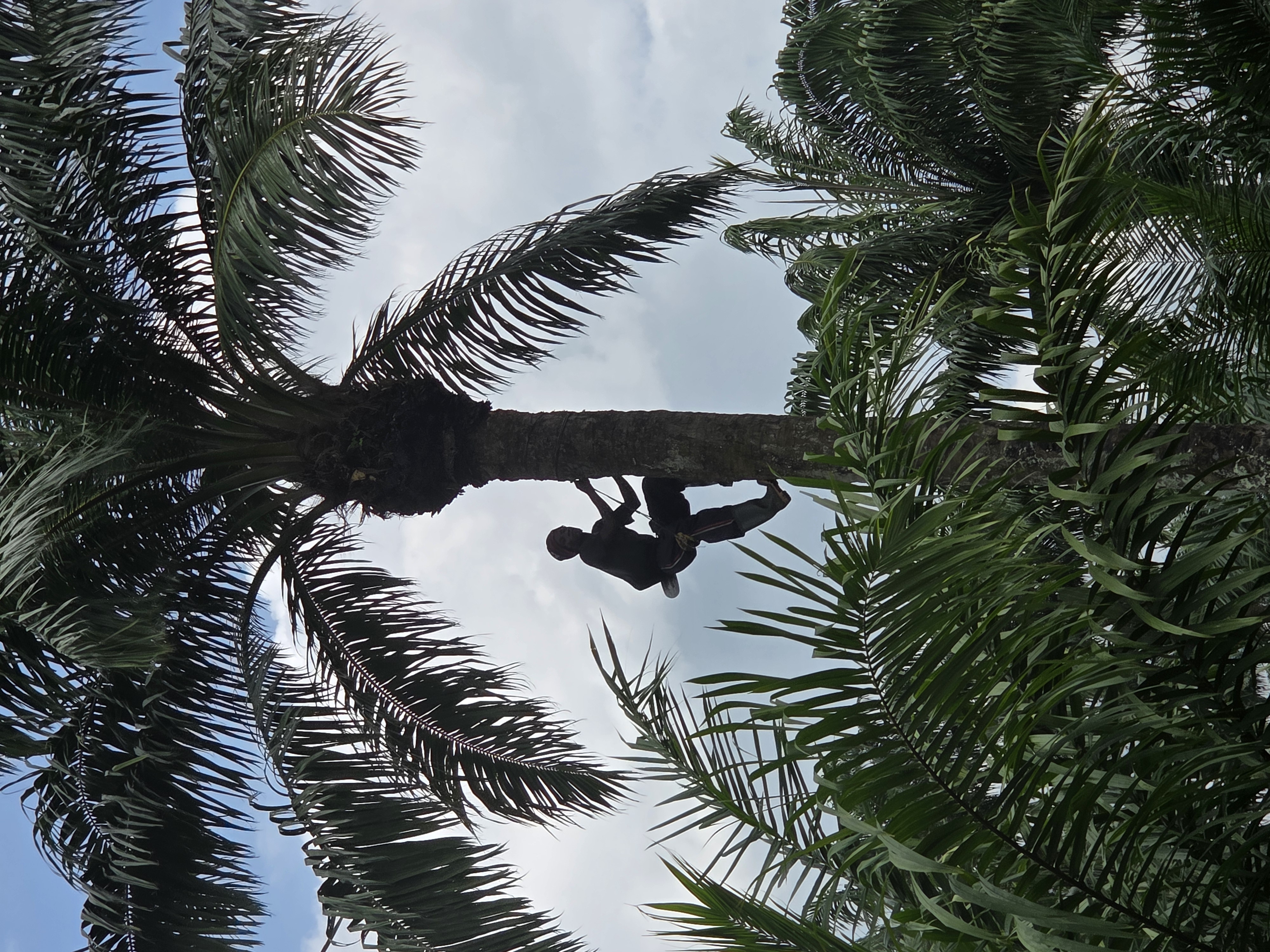 Palm fruit harvesting