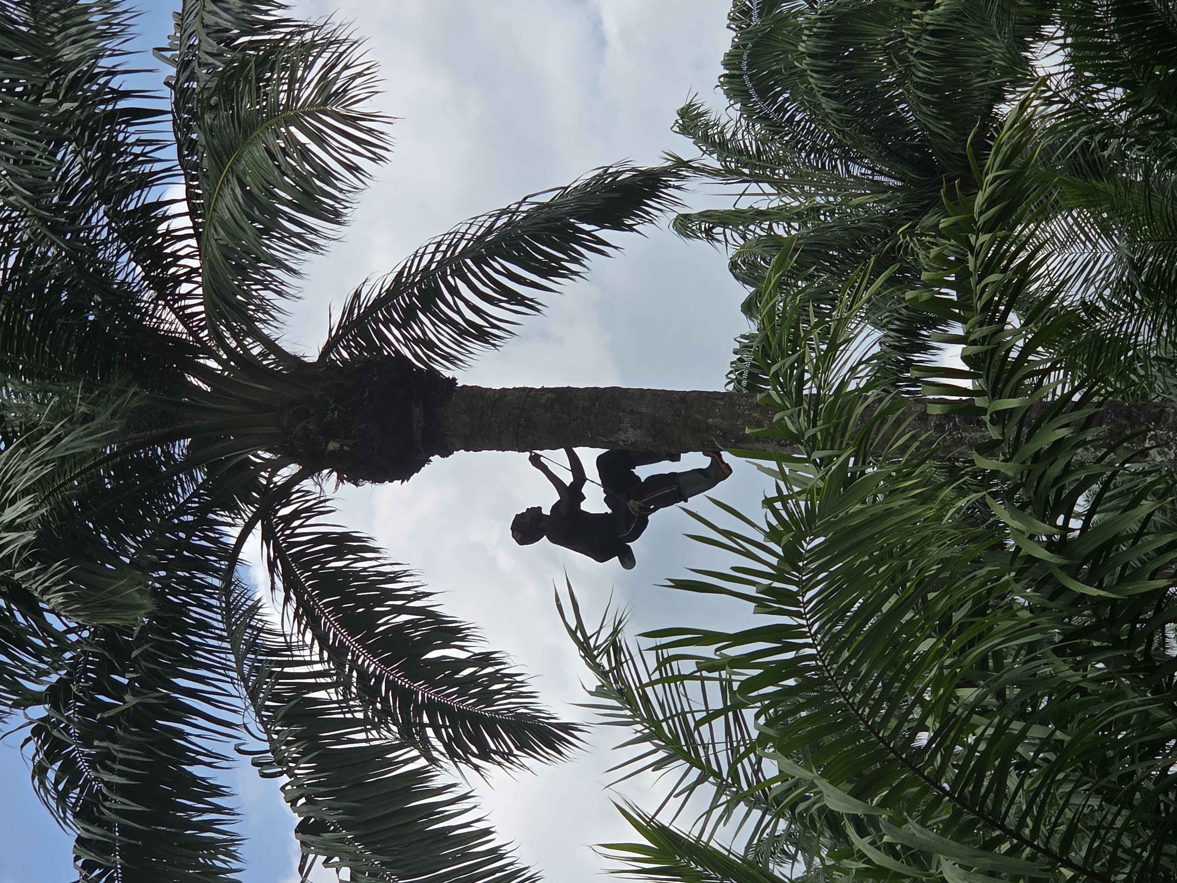 Palm harvester climbing a palm tree at Royanara farm