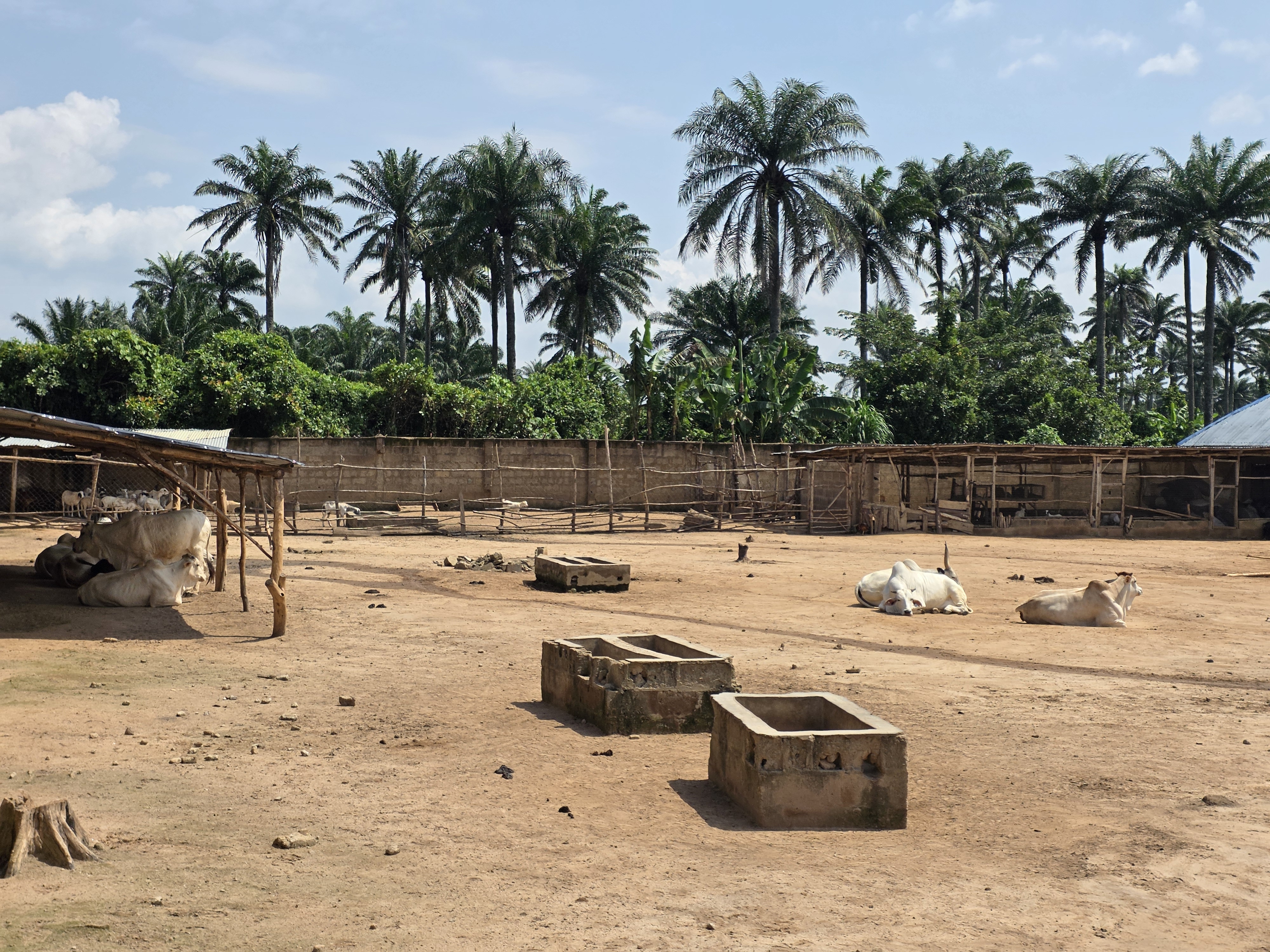 Farm with palm trees