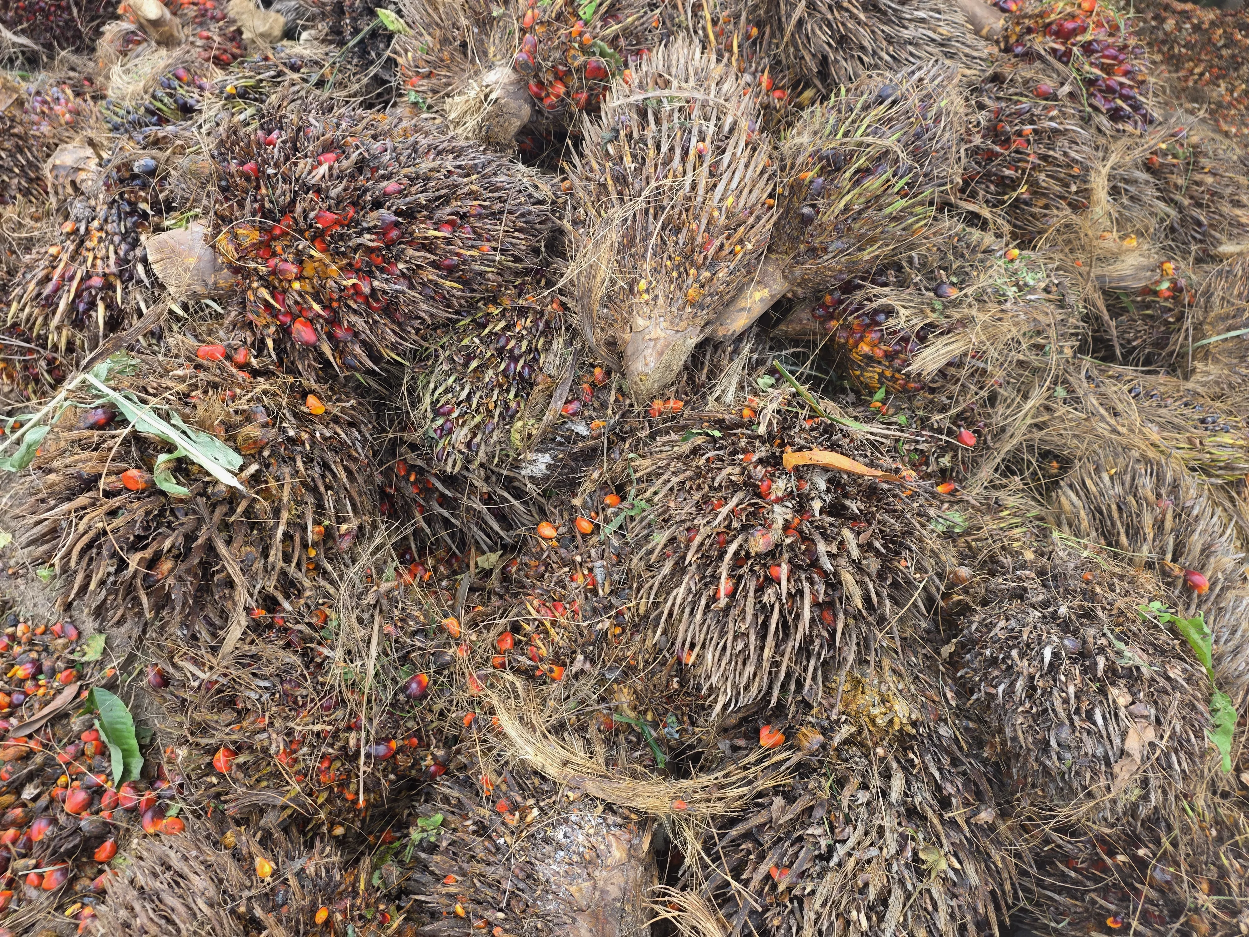 Fresh palm fruit bunches