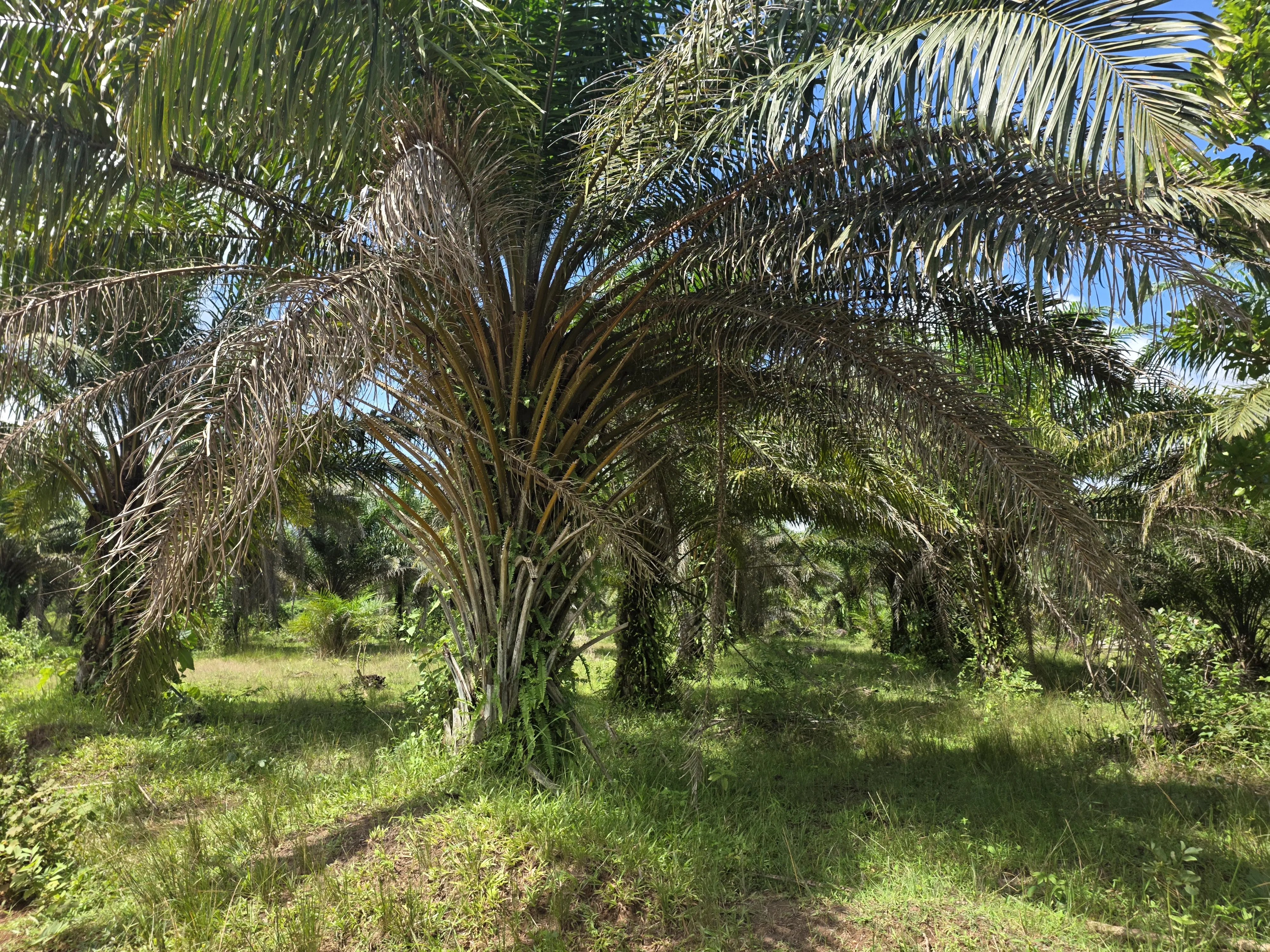 Palm plantation in Osun State