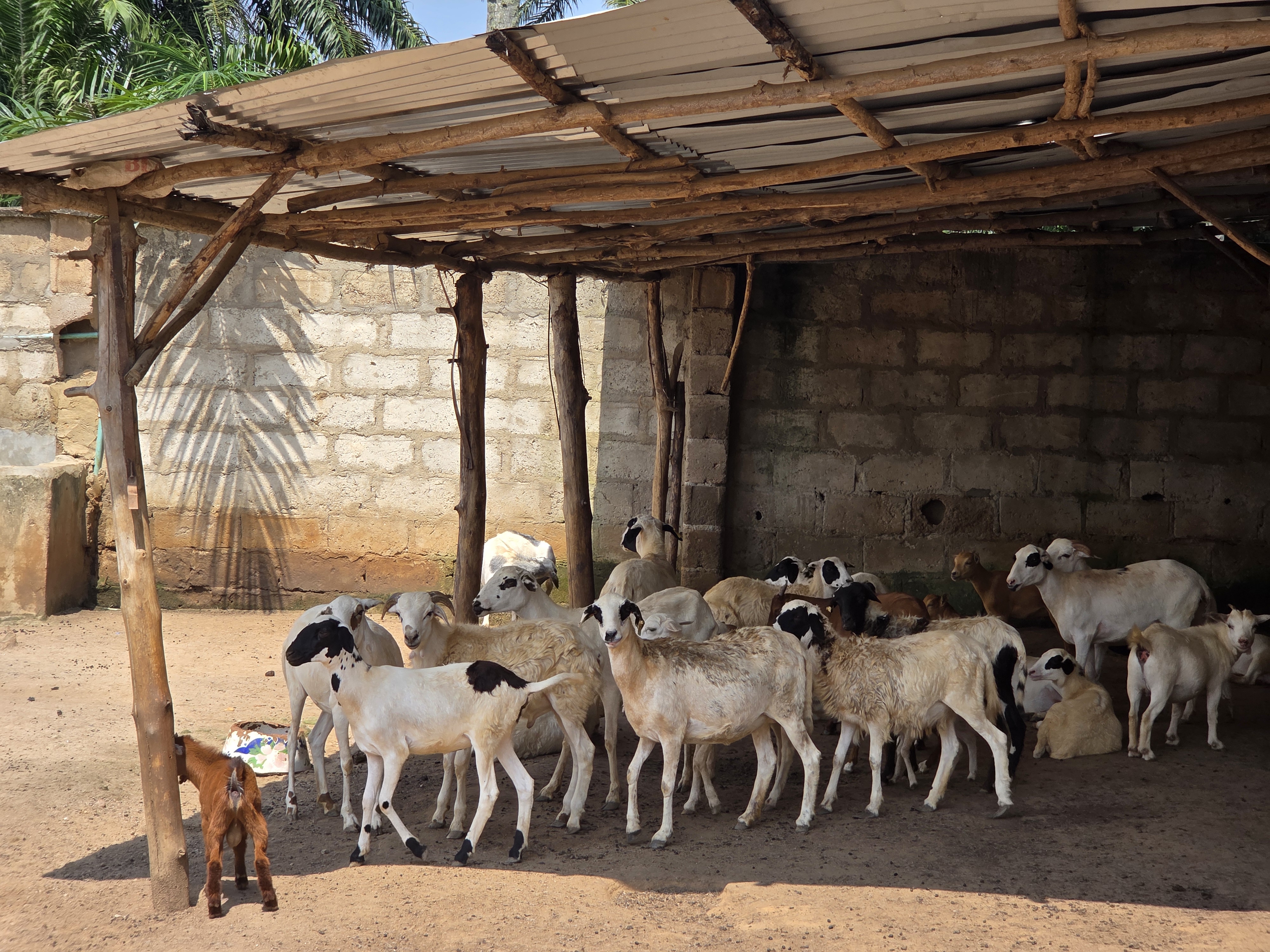 Sheep and goats at Royanara farm